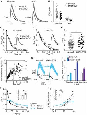 Striatal Dopamine Transporter Function Is Facilitated by Converging Biology of α-Synuclein and Cholesterol